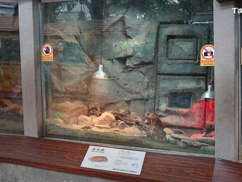 歡迎大家到兩棲爬蟲動物館拜訪餅乾龜