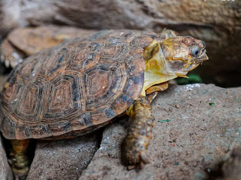 餅乾龜擁有扁平柔軟的外殼，能把自己在石縫間塞好塞滿