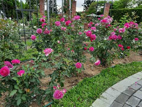 上周還含苞待放的「雪拉沙德」目前花開得正美。