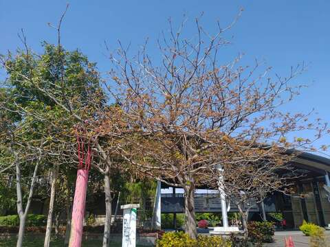 夢想館前面就有一株盛開的掌葉蘋婆樹。