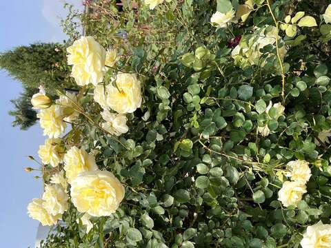 玫瑰依花朵大小及植株型態大致可以區分為大輪花、中型花、迷你玫瑰和蔓性玫瑰四種，照片中為蔓性玫瑰，拍攝地點為新生公園。