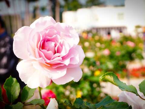 玫瑰花為耐寒性多年生常綠或落葉灌木，薔薇科薔薇屬，別名又為薔薇、刺玫花、徘徊花，拍攝地點為新生公園