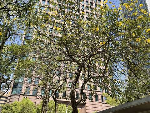 黃花風鈴木也是春天開花的樹木，其為紫葳科風鈴木屬，又名金風鈴、黃鐘木，拍攝地點為市政府週邊。