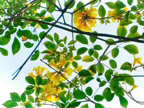 黃花風鈴木花冠呈現風鈴狀，花緣皺曲，花色鮮黃，盛開時滿樹金黃