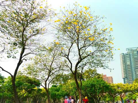 黃花風鈴木屬落葉樹種株高可達15公尺高，拍攝地點為大安森林公園