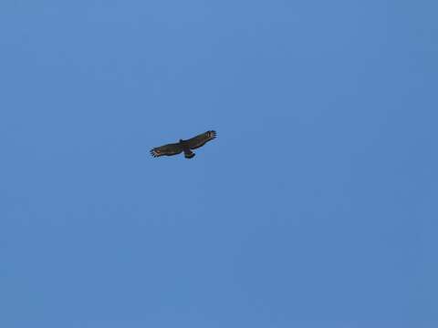 目前臺灣有正式記錄的猛禽超過三十種，絕大多數都是遷徙性猛禽，只有少數種類是不遷移的留鳥，如「揮～揮～揮～」叫聲的大冠鷲。