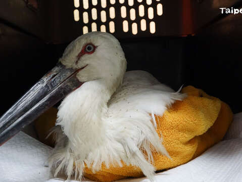 剛到動物園的東方白鸛體重只有3,315公克，體態瘦弱又有脫水的情況