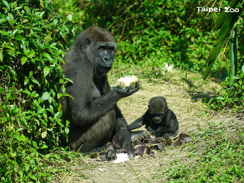 Tayari：期盼未來有一天，我們能夠對包含人類在內的動物寶寶們說，地球沒「塑」的！