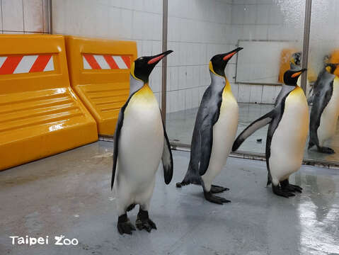 野生動物和人類一樣都有生老病死，園內為了提升這些高齡個體的動物福祉，在日常照養、餵食上，需要保育員更加細心陪伴照料