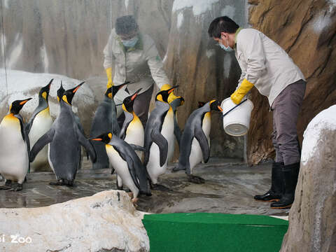 臺北市立動物園首度引進的國王企鵝，轉眼將在園內度過第21個年頭