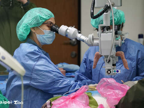 這次是臺北市立動物園有史以來第一次為國王企鵝進行白內障手術