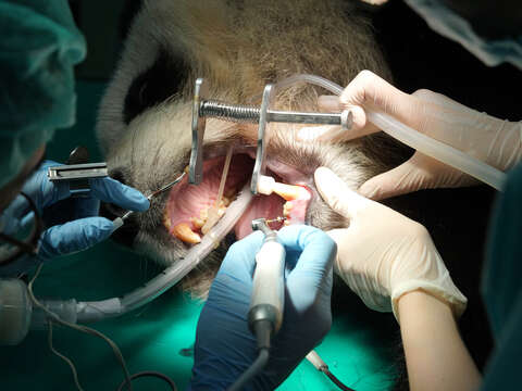 大貓熊「圓仔」看牙醫，治療牙齒斷裂問題！