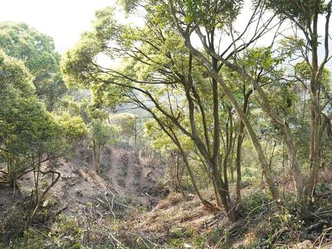 大地處與臺北市立美術館合作針對大崙尾山公有林疏伐，並保留較大徑級的原生樹木。