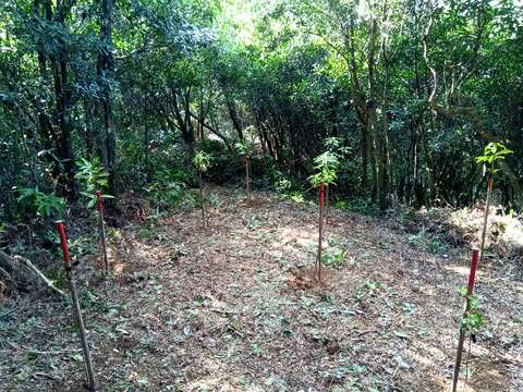 針對既有孔隙區塊則清除地被後，直接種植多樣化的原生樹種，以達豐增補植。