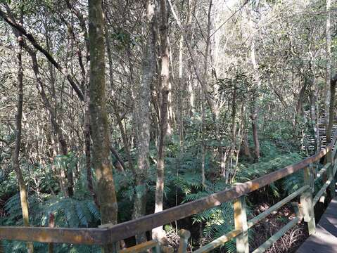 臺北市大崙頭山未經整理的人工林演變之次生林相，林木多瘦小孱弱。