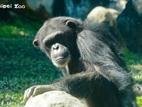 黑猩猩對其他個體表現友好時，會摸對方的屁股，藉此釋出善意（僅限黑猩猩哦！亂摸別人屁股被揍小編可不負責！！！）