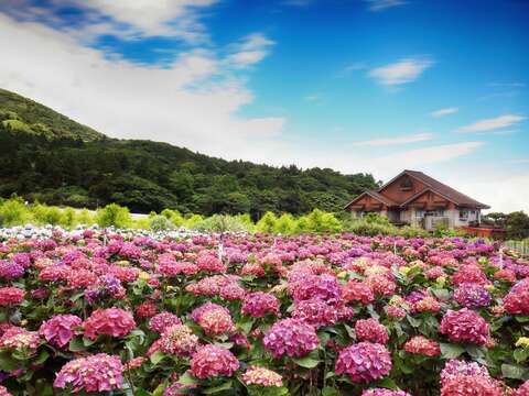 遍野的繡球花