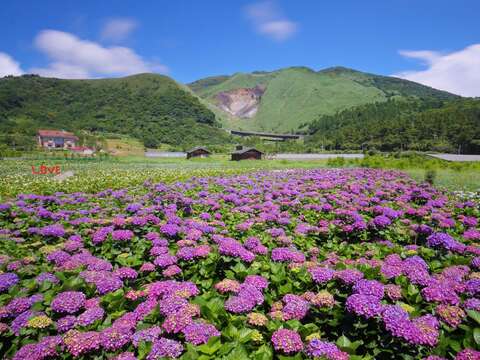 竹子湖繡球花