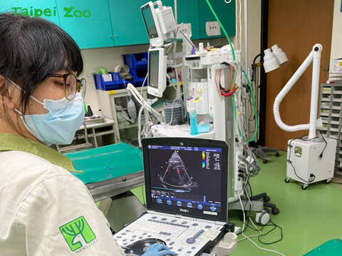 小爪水獺兄弟「柚子」和「毛毛」進行全身健康檢查