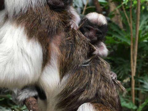 新生仔猴的重量通常會是媽媽的15~20%（陳雲攝）