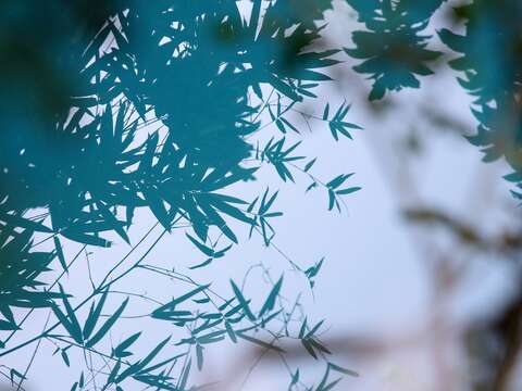 你是否也常仰望台北的天空?