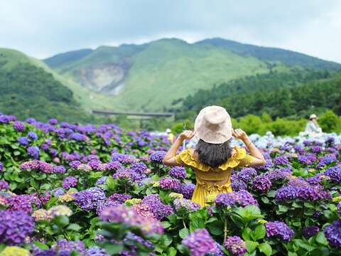 花谷-繡球花田