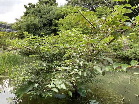 珍稀的風箱樹，不是芭樂的「水芭樂」