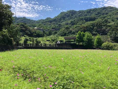 樟樹步道-波斯菊_1