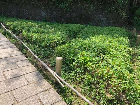 樟樹步道-羽狀雞冠花