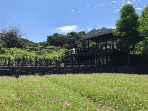 樟樹步道-波斯菊與遼闊的藍天