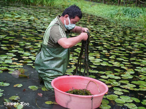 水蘊草主要出現在熱帶雨林區旁的水生植物池中