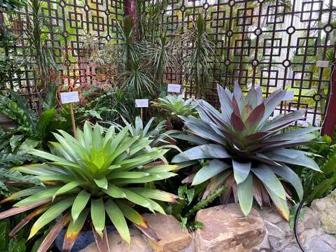 Triển lãm thực vật họ dứa tại Nhà nghỉ quan khách Sỹ Lâm
