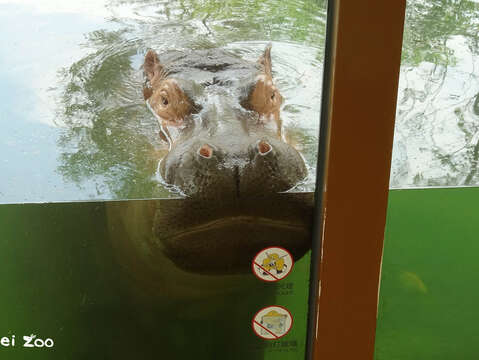 大河馬愜意地將屁股坐在水池底、把臉靠在玻璃上，喬到舒服的姿勢泡水消暑