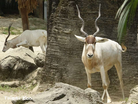 在安靜的園區裡，弓角羚羊來到平時不會出現、較靠遊客面的區域活動
