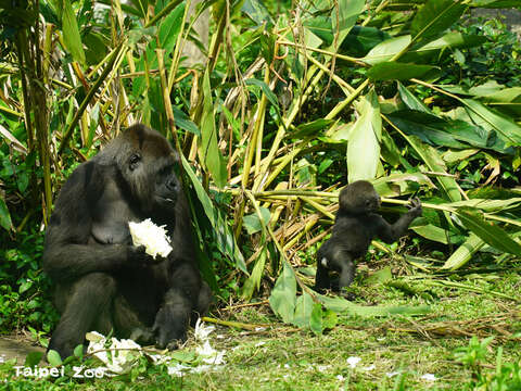 7個月大的金剛猩猩寶寶「Jabali」也開始攀折和啃咬各式植栽