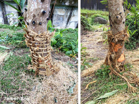 保育員辛辛苦苦用草繩綑紮樹幹的方式，短短兩天就被拆解（左：陳易瑩攝、右：余姿嬅攝）