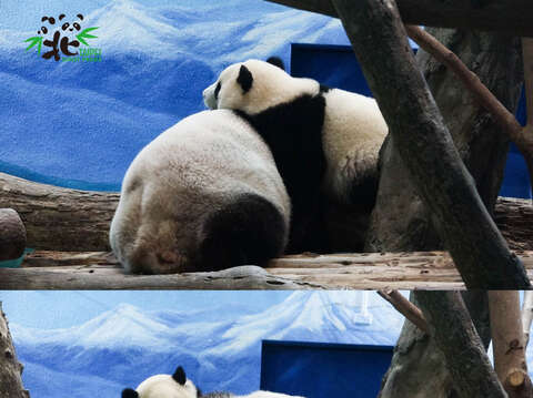 「圓圓」超有耐性，不管小孩怎麼吵鬧，她都不會發脾氣！