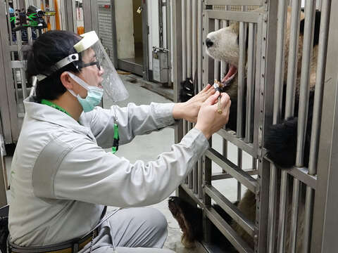 保育員在接觸大貓熊之前，都要做好防護措施，更會戴上塑膠防護面罩(「團團」刷牙)