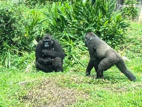 期盼能早日看到兩隻金剛猩猩寶寶一起玩耍的可愛畫面！（左：「Iriki」抱寶寶、右：「Tayari」抱「Jabali（呷百二）」