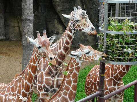住在臺北市立動物園裡的長頸鹿家族,可以品嚐到桑樹、血桐、構樹、三黃蔴和白匏子等樹葉
