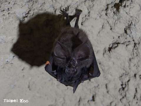 有一隻「臺灣大蹄鼻蝠」固定每年春天會回來動物園展區內的洞穴裡育幼