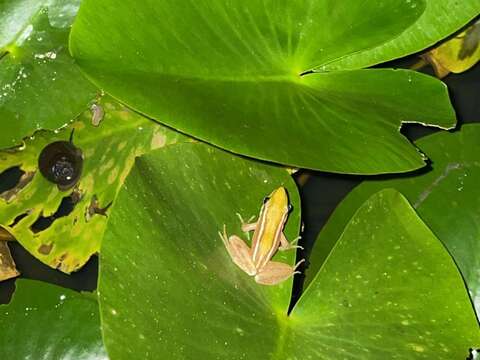 臺北赤蛙的成蛙體型很小、約僅3-4公分