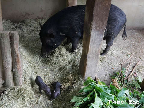 蘭嶼豬「伊時」和兩隻小寶寶
