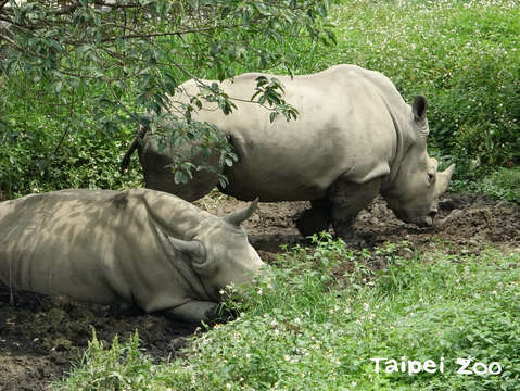 犀牛非常喜歡泥巴浴，牠們會將肚子貼在泥地上散熱