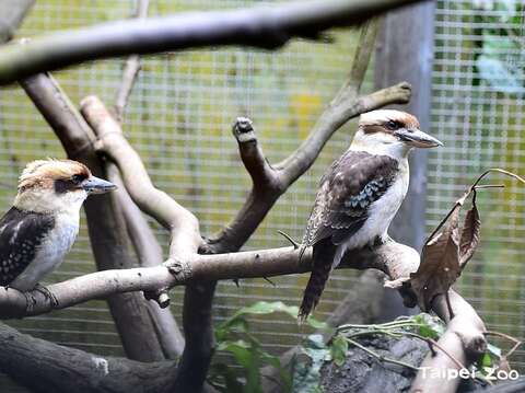 笑翠鳥夫妻這回終於成功養育幼雛