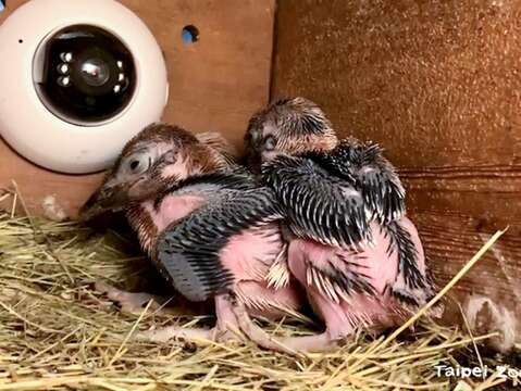 笑翠鳥首次繁殖成功〜沒人氣動物園傳笑聲