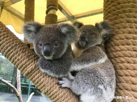 屬於晨昏型動物的無尾熊們，傍晚時分最是活躍（林靜宜攝）