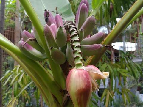 臺灣芭蕉花序 陳坤燦圖片提供