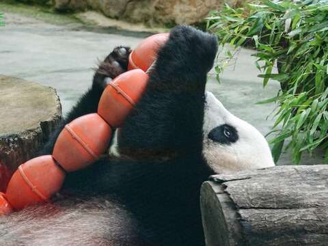 타이베이시립동물원 동물근황 온라인참관
