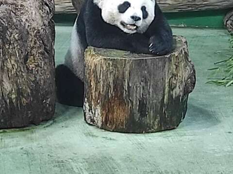「圓圓」：今天沾「圓寶」的喜氣，不知道可以吃到什麼蛋糕，好期待哦！
